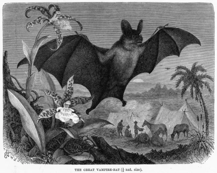 Framed Print : Vampire Bat - 2 Framed Print : Vampire Bat - 2