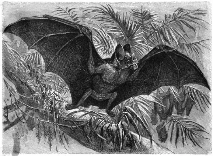 Framed Print : Vampire Bat - 3 Framed Print : Vampire Bat - 3