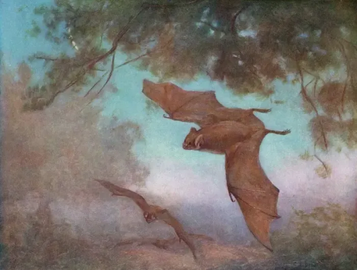 Framed Print : Vampire Bats / Swan Framed Print : Vampire Bats / Swan