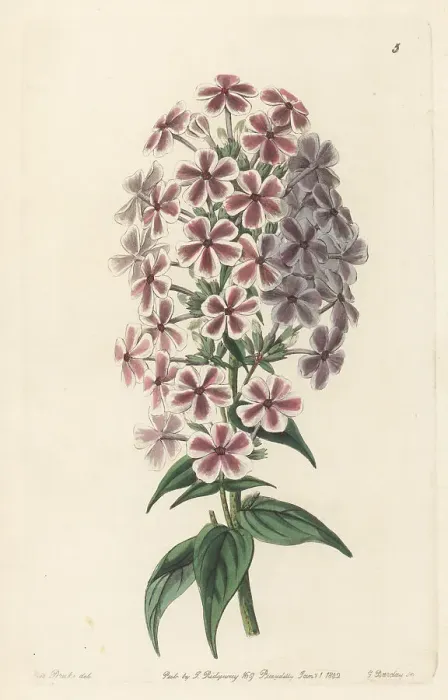 Framed Print : Van Houtte's phlox, garden variety Framed Print : Van Houtte's phlox, garden variety