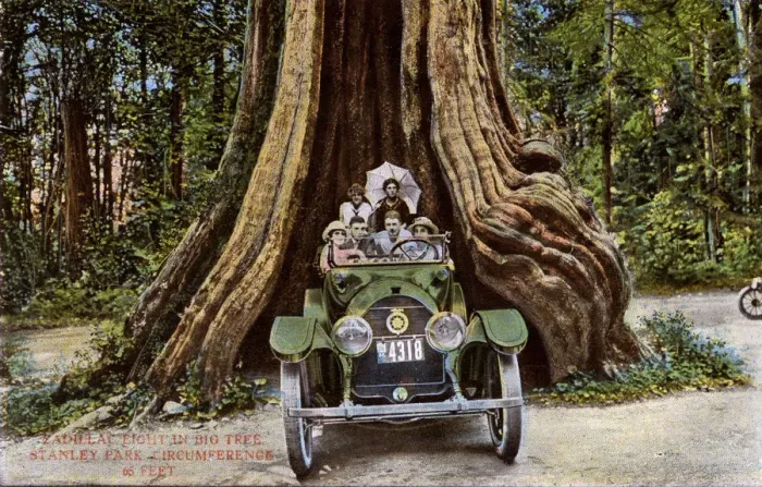 Framed Print : Vancouver, Canada - Cadillac 8 - Big Tree, Stanley Park Framed Print : Vancouver, Canada - Cadillac 8 - Big Tree, Stanley Park
