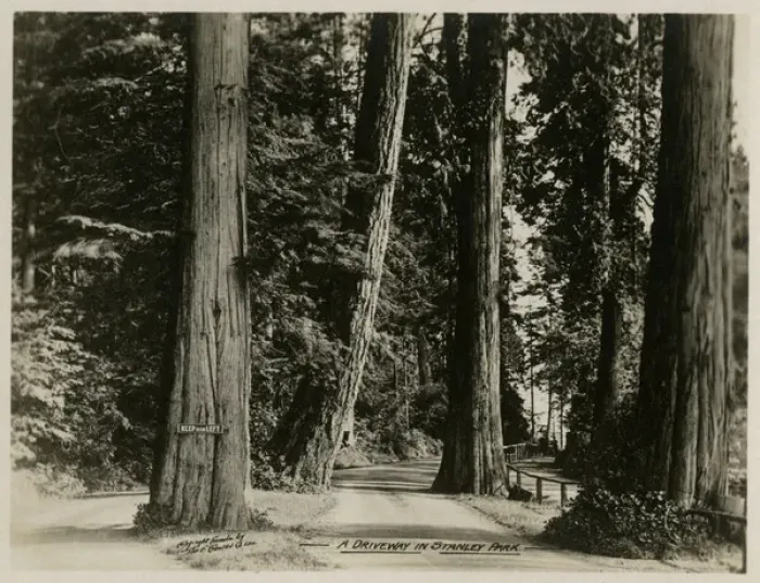 Framed Print : Vancouver, Canada - A Driveway in Stanley Park Framed Print : Vancouver, Canada - A Driveway in Stanley Park