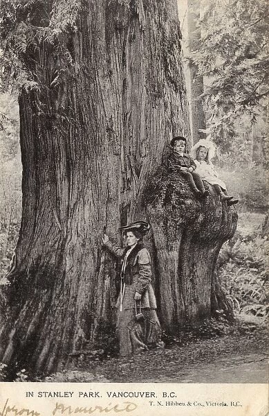 Vancouver - Stanley Park - Douglas Fir Tree