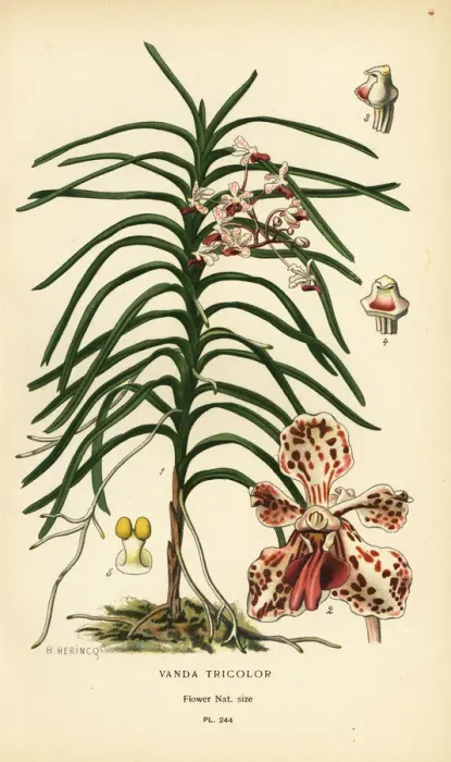 Framed Print : Vanda tricolor orchid Framed Print : Vanda tricolor orchid