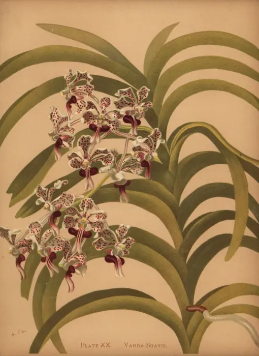 Framed Print : Vanda tricolor var. suavis orchid Framed Print : Vanda tricolor var. suavis orchid