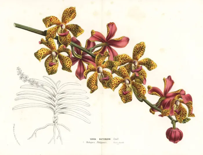 Framed Print : Vandopsis lissochiloides orchid Framed Print : Vandopsis lissochiloides orchid
