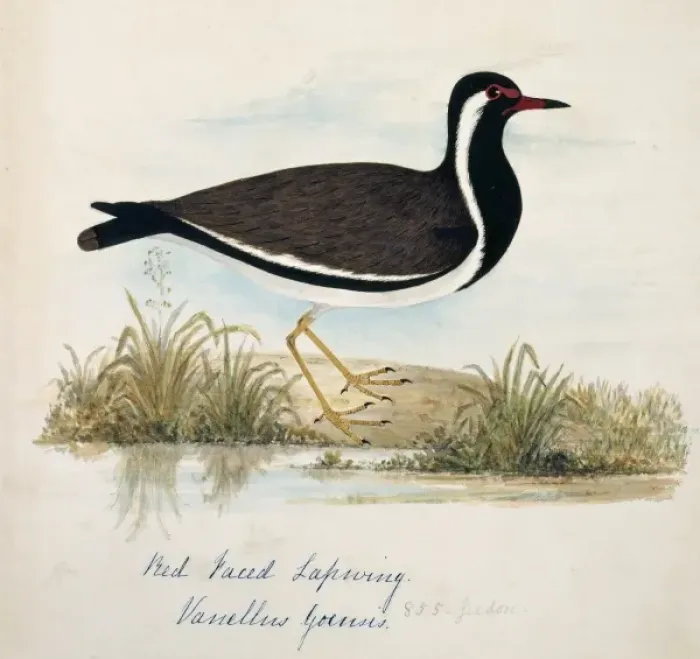 Framed Print : Vanellus indicus, red-wattled lapwing Framed Print : Vanellus indicus, red-wattled lapwing