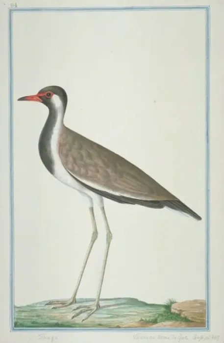Framed Print : Vanellus indicus, red-wattled lapwing Framed Print : Vanellus indicus, red-wattled lapwing