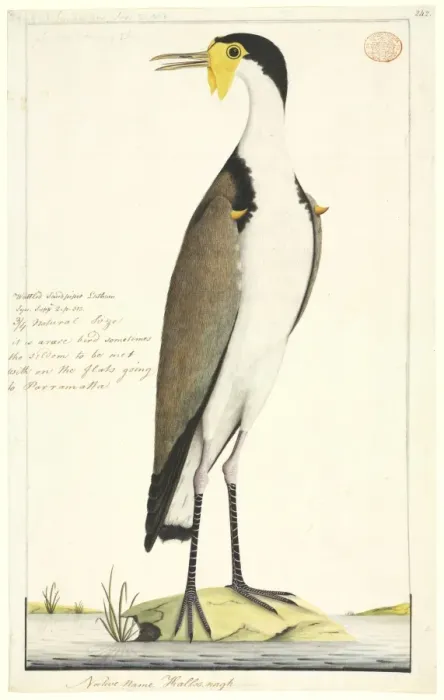 Framed Print : Vanellus miles, masked lapwing Framed Print : Vanellus miles, masked lapwing