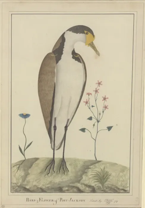 Framed Print : Vanellus miles, masked lapwing Framed Print : Vanellus miles, masked lapwing