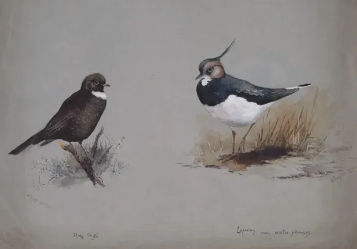 Framed Print : Vanellus vanellus, northern lapwing, Turdus torquatus, ring Framed Print : Vanellus vanellus, northern lapwing, Turdus torquatus, ring
