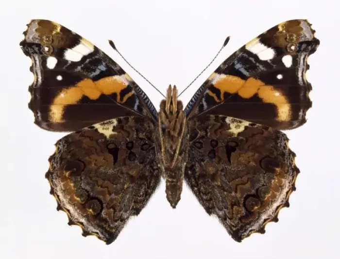 Framed Print : Vanessa atalanta, red admiral Framed Print : Vanessa atalanta, red admiral