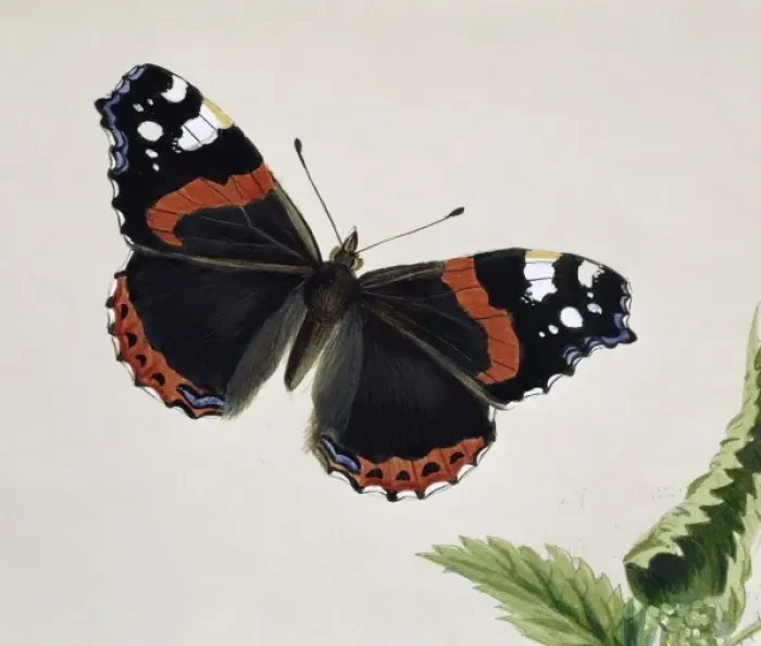 Framed Print : Vanessa atalanta, red admiral Framed Print : Vanessa atalanta, red admiral