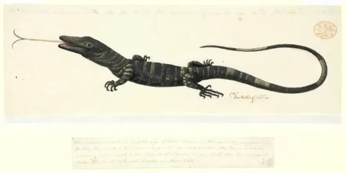 Framed Print : Varanus varius, lace monitor lizard Framed Print : Varanus varius, lace monitor lizard