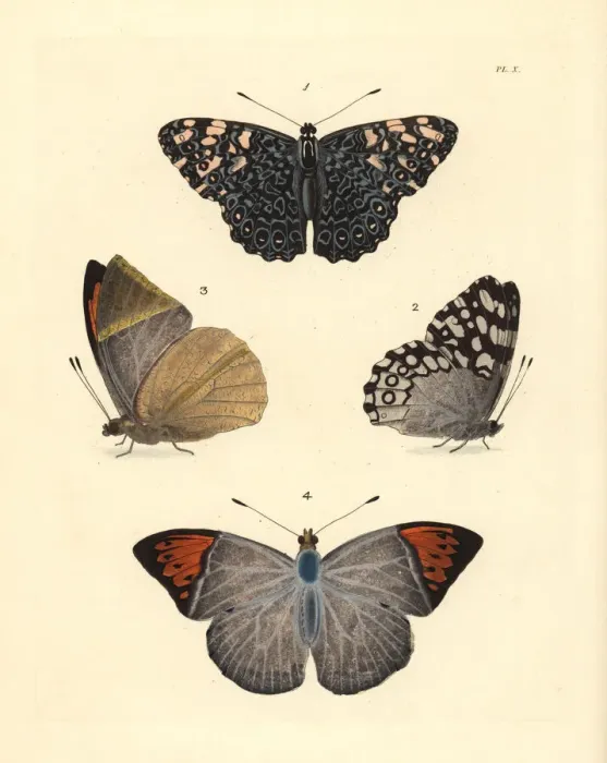 Framed Print : Variable cracker and Indian orange-tip butterfly Framed Print : Variable cracker and Indian orange-tip butterfly