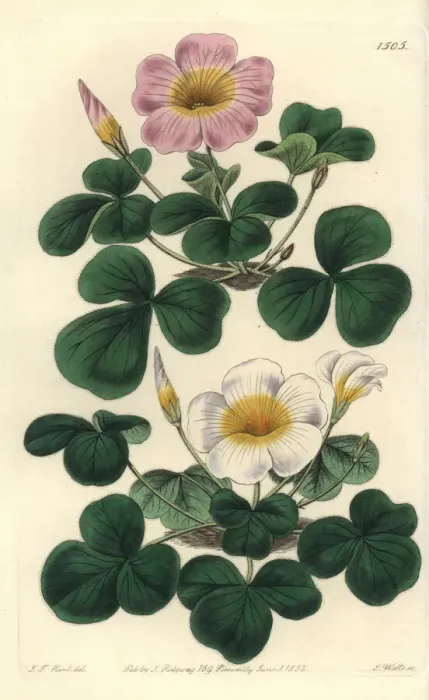 Framed Print : Variable oxalis, Oxalis variabilis Framed Print : Variable oxalis, Oxalis variabilis