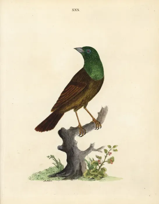 Framed Print : Variant of the ortolan or yellowhammer? Framed Print : Variant of the ortolan or yellowhammer?