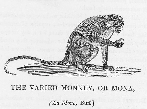 Varied Monkey (Bewick)