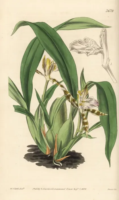 Framed Print : Variegated aspasia orchid, Aspasia varigata Framed Print : Variegated aspasia orchid, Aspasia varigata