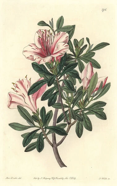 Variegated azalea, Rhododendron indicum Sweet var variegata
