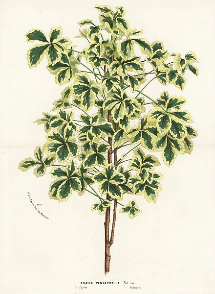 Variegated five-leaf aralia, Eleutherococcus sieboldianus