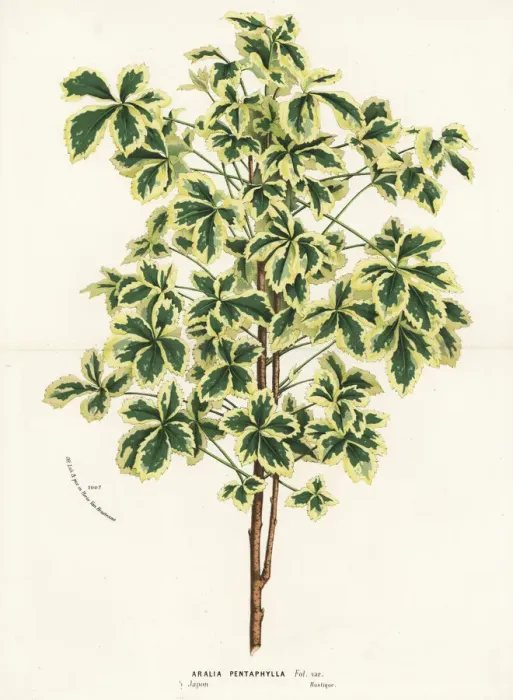 Framed Print : Variegated five-leaf aralia, Eleutherococcus sieboldianus Framed Print : Variegated five-leaf aralia, Eleutherococcus sieboldianus