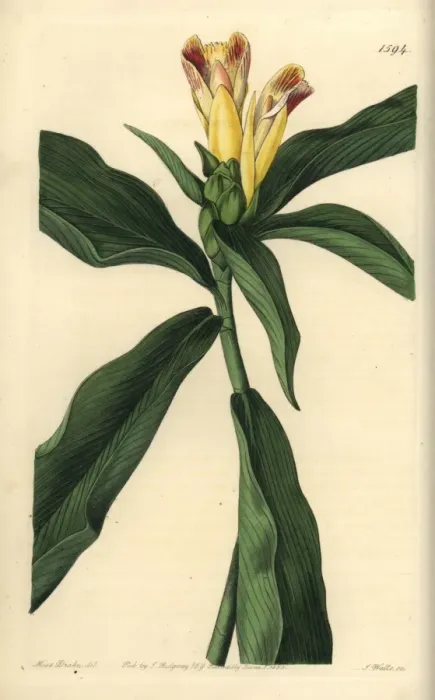 Framed Print : Variegated-flowered costus, Costus pictus Framed Print : Variegated-flowered costus, Costus pictus