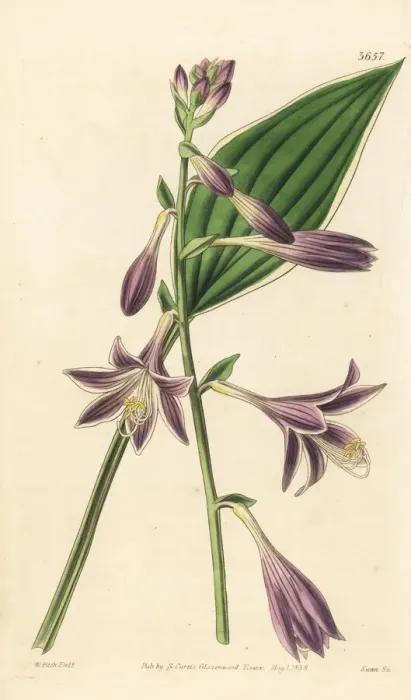 Framed Print : Variegated funckia, Funckia albo-marginata Framed Print : Variegated funckia, Funckia albo-marginata