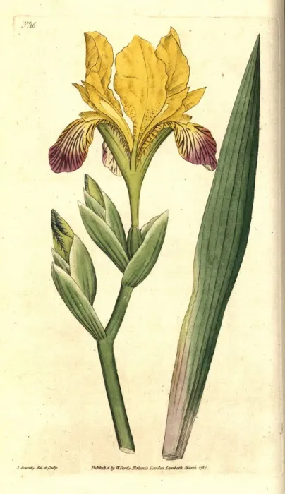 Framed Print : Variegated iris, Iris variegata Framed Print : Variegated iris, Iris variegata