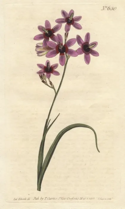 Framed Print : Variegated ixia with purple, scarlet and dingy Framed Print : Variegated ixia with purple, scarlet and dingy