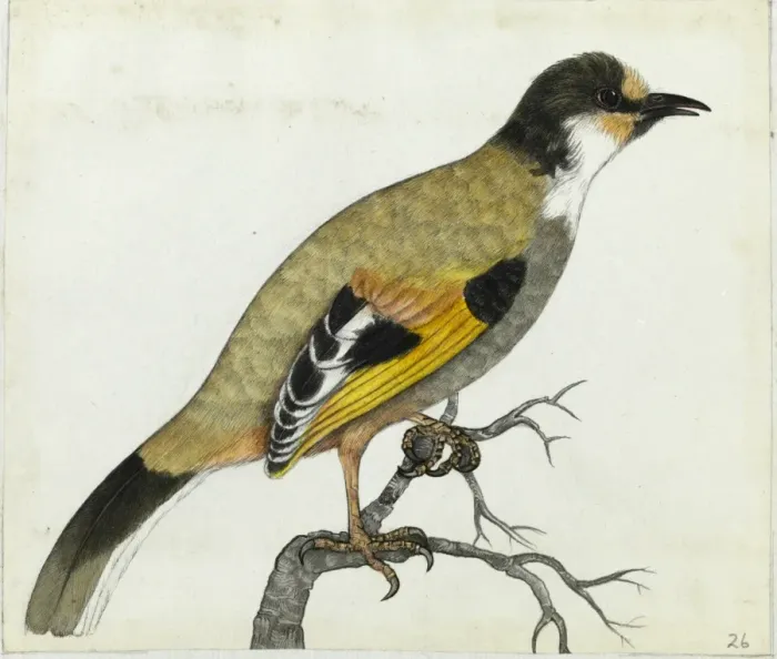 Framed Print : Variegated Laughingthrush Framed Print : Variegated Laughingthrush