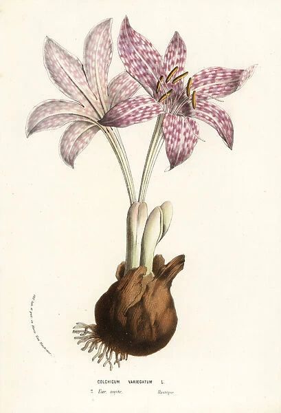 Variegated meadow saffron, Colchicum variegatum