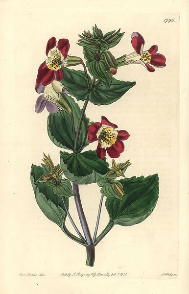 Variegated monkey-flower, Mimulus luteus var variegatus