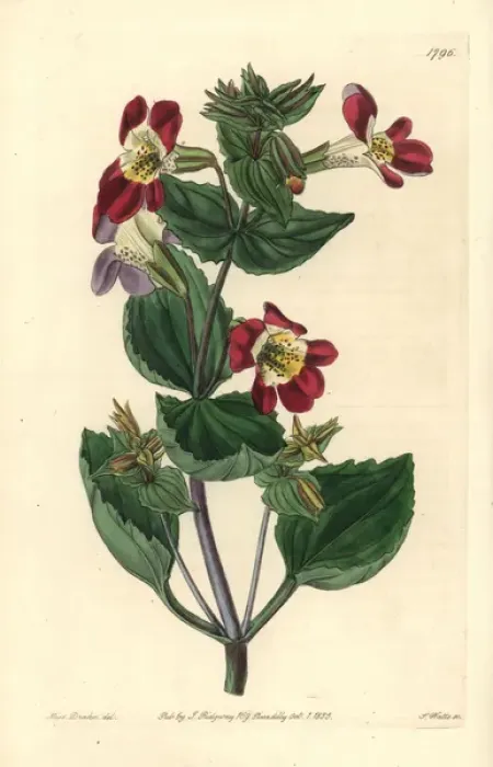 Framed Print : Variegated monkey-flower, Mimulus luteus var variegatus Framed Print : Variegated monkey-flower, Mimulus luteus var variegatus