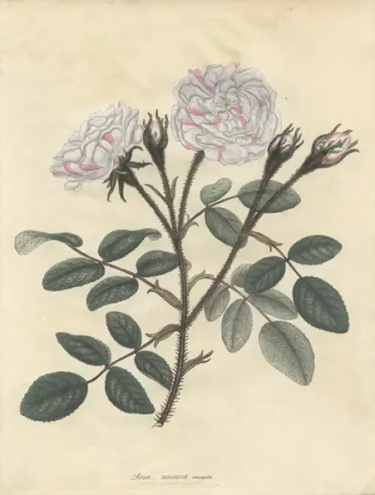 Framed Print : Variegated moss rose, Rosa muscosa variegata Framed Print : Variegated moss rose, Rosa muscosa variegata