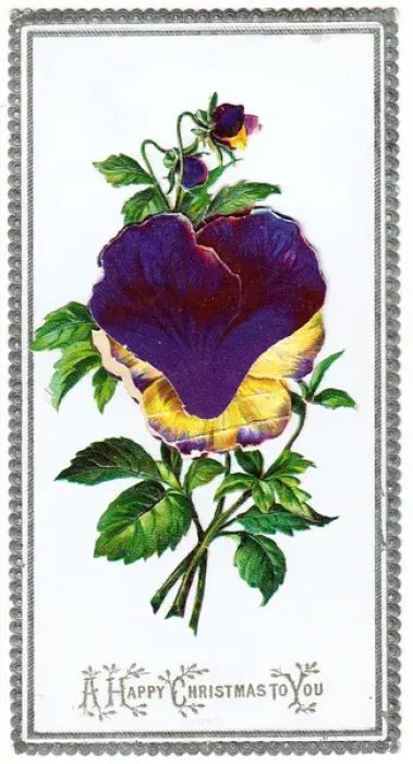 Framed Print : Variegated pansies on a Christmas card Framed Print : Variegated pansies on a Christmas card