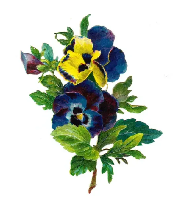 Framed Print : Variegated pansies on a Victorian scrap Framed Print : Variegated pansies on a Victorian scrap