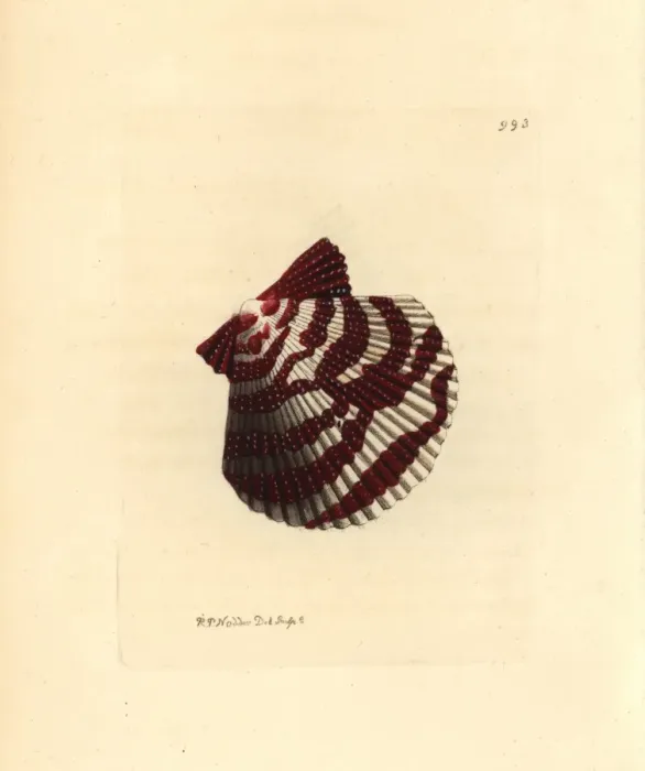 Framed Print : Variegated scallop, Chlamys varia Framed Print : Variegated scallop, Chlamys varia