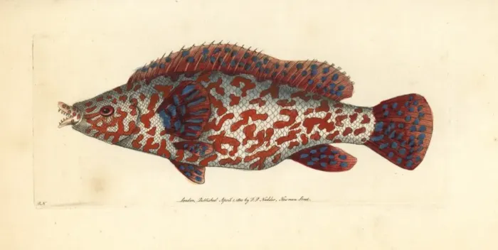 Framed Print : Variegated wrasse, Labrus tinca Framed Print : Variegated wrasse, Labrus tinca