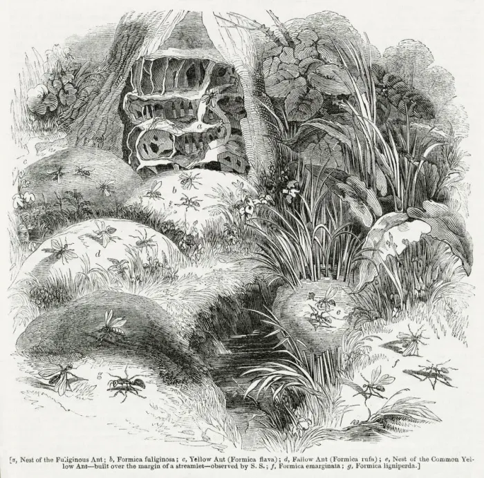 Framed Print : Varieties of ants and their nests