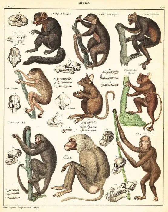Framed Print : Varieties of apes Framed Print : Varieties of apes