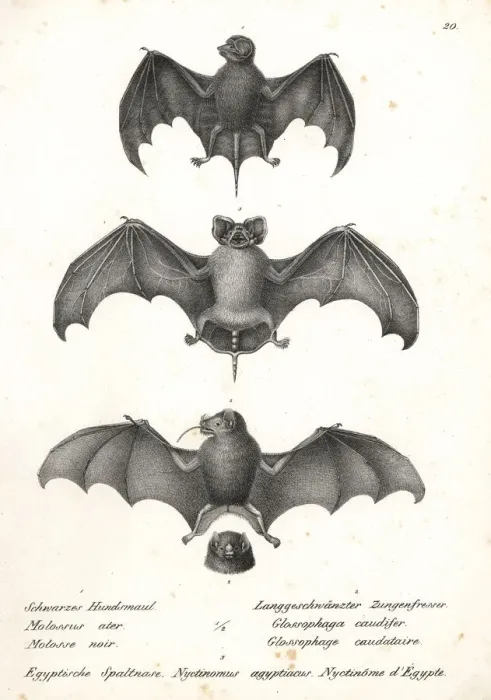 Framed Print : Varieties of bats Framed Print : Varieties of bats
