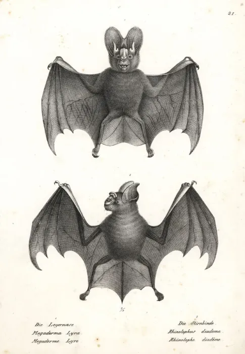 Framed Print : Varieties of bats Framed Print : Varieties of bats