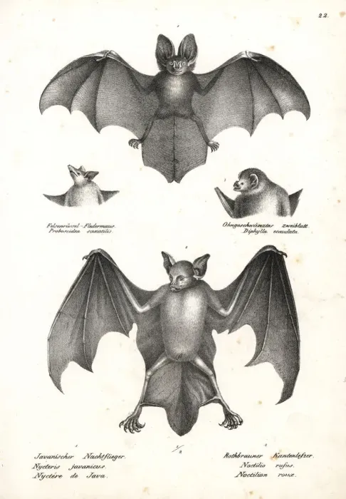Framed Print : Varieties of bats Framed Print : Varieties of bats