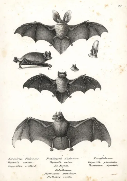 Framed Print : Varieties of bats Framed Print : Varieties of bats