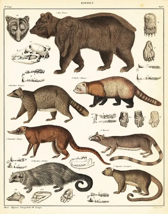 Framed Print : Varieties of bears Framed Print : Varieties of bears