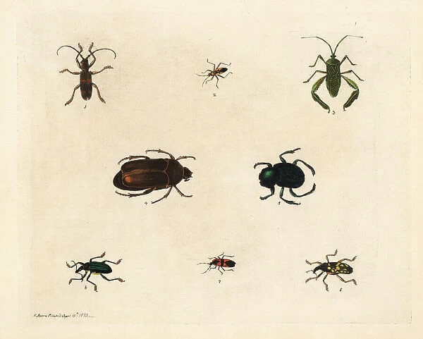 Varieties of beetles