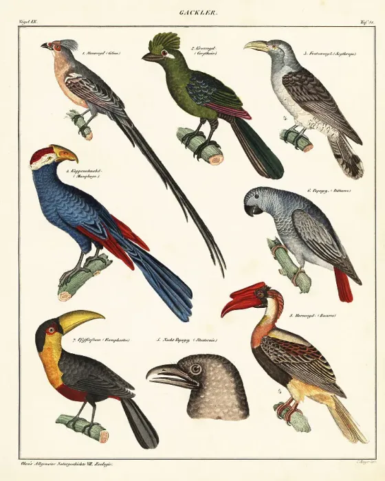 Framed Print : Varieties of birds Framed Print : Varieties of birds