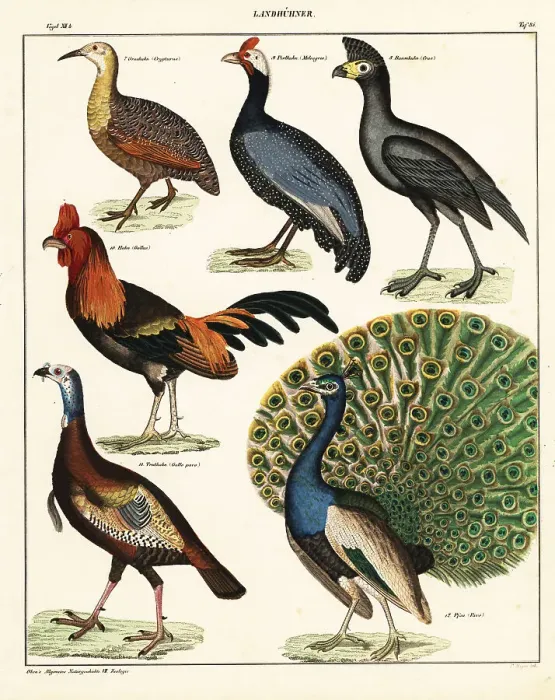 Framed Print : Varieties of birds Framed Print : Varieties of birds