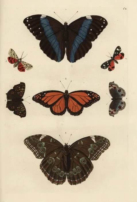 Framed Print : Varieties of butterflies including a swallowtail Framed Print : Varieties of butterflies including a swallowtail